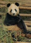 看你妹啊，没见过这么帅的熊猫？