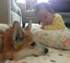 Funny Pictures of a Baby Girl and Her Cute Corgi Friend