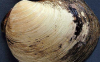 世界最老动物507岁蛤蜊被科学家撬开壳后死亡(图)