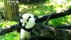 20140204新闻联播超萌结尾：4只熊猫拜年