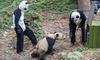 人形熊猫对熊猫宝宝做什么？哈，原来是这样繁育熊猫的！
